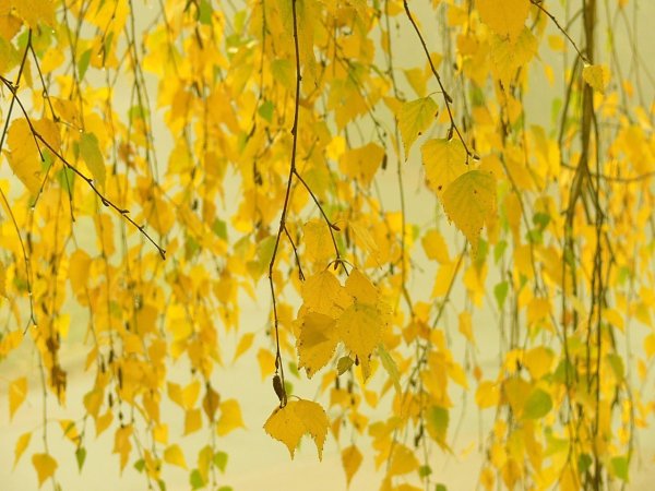 Осенняя береза с желтыми листочками