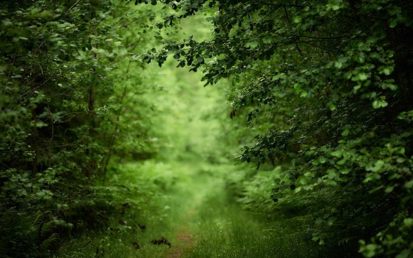Зелень лес