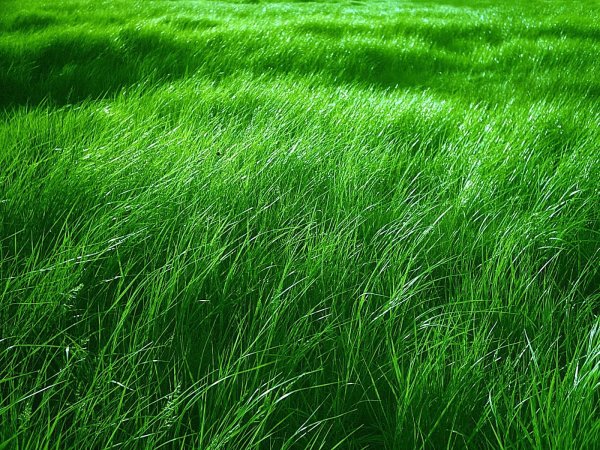 Фон большая трава