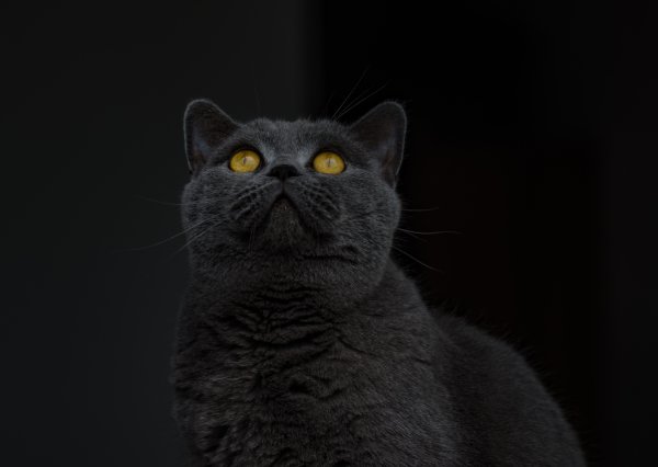 Британская короткошёрстная кошка черная