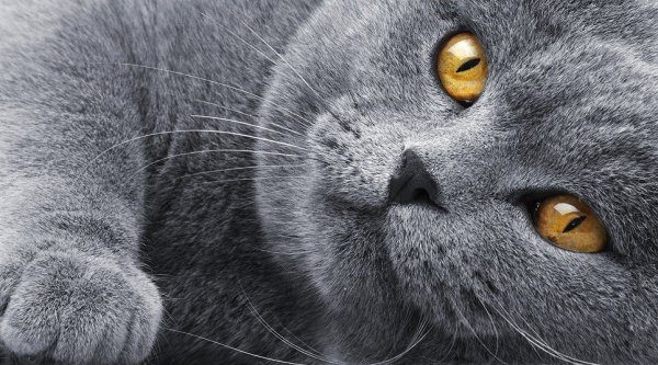 Серый вислоухий кот