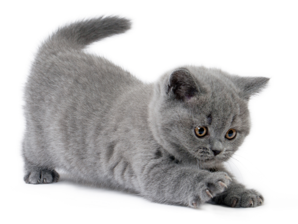 Британский короткошерстный кот серый
