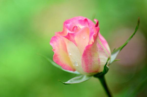 Роза с росой макро