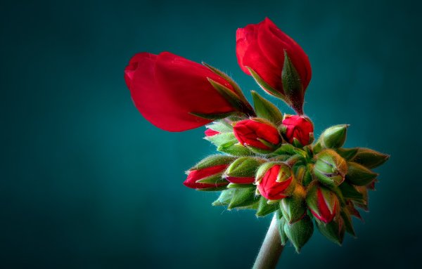 Первомайские цветы на Красном фоне