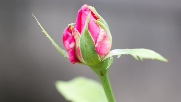 Бутон розы садовой "Tricolor"