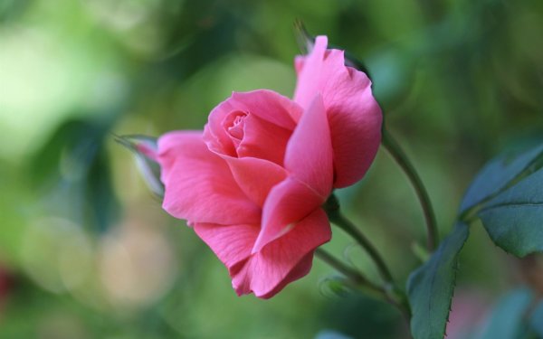 Розовые цветы бутоны
