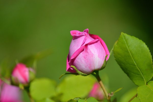 Роза полубутон
