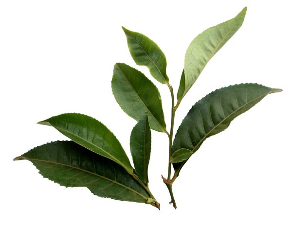 Camellia sinensis дерево