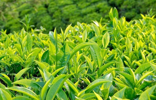 Camellia sinensis листья