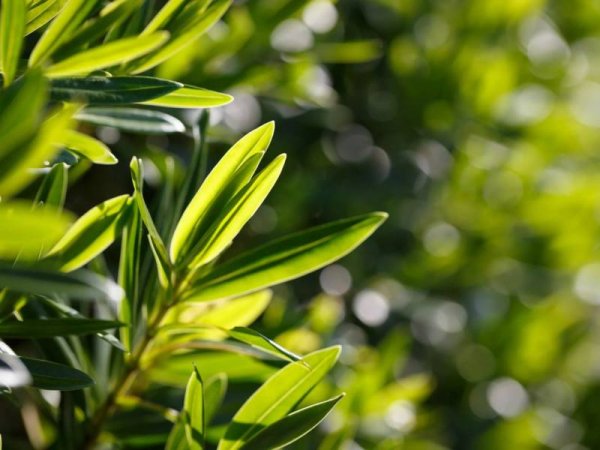 Melaleuca alternifolia Leaf Oil