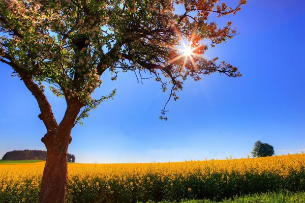 Лето деревья солнце