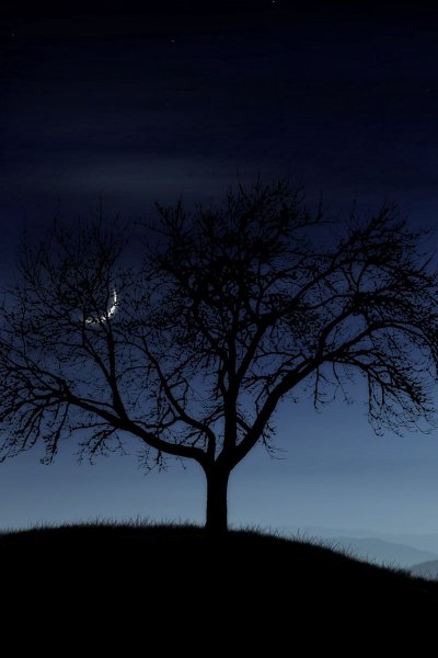 Фон дерево ночью