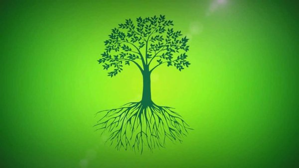 Зеленое дерево для родословной