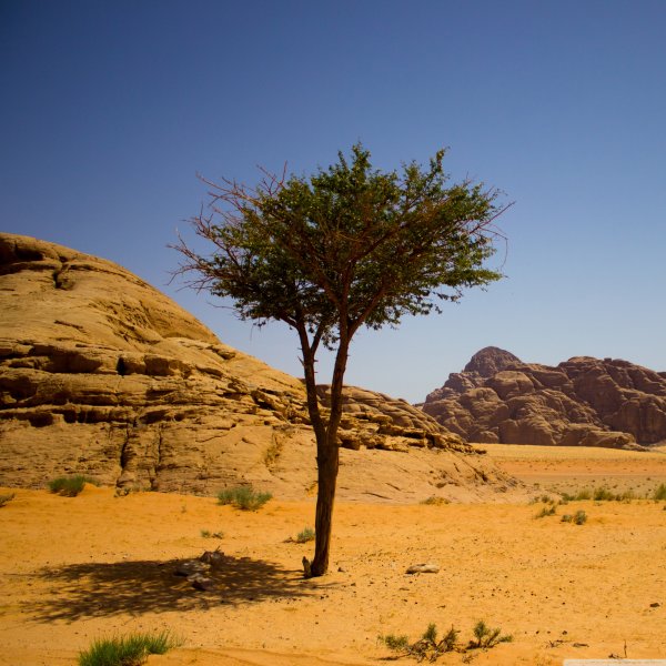 Дерево в Иордании