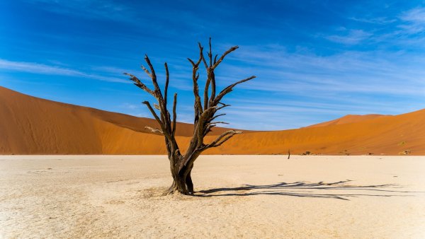 Фон дерево в пустыне