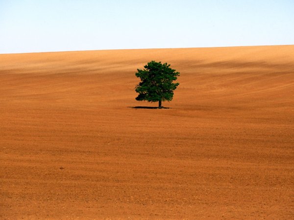 Одинокое дерево в пустыне