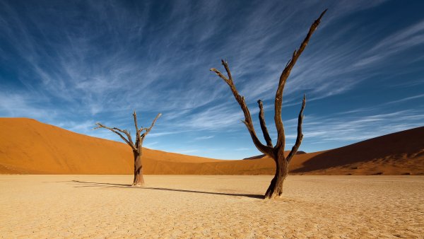 Акация в пустыне Намиб
