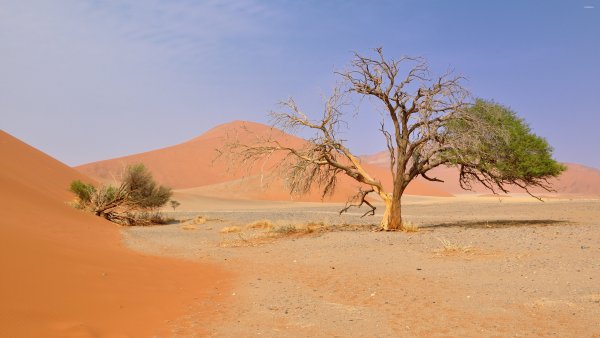 Кусты в пустыне Намиб