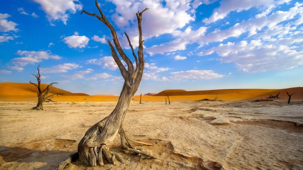Намиб дерево