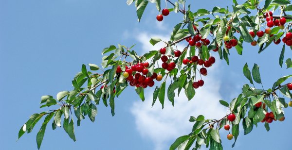 Цветущая черешня дерево