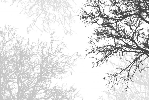 Фотообои лес черно-белые