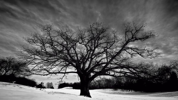 Мрачное одинокое дерево