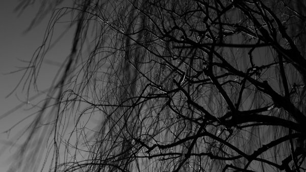 Мрачное дерево