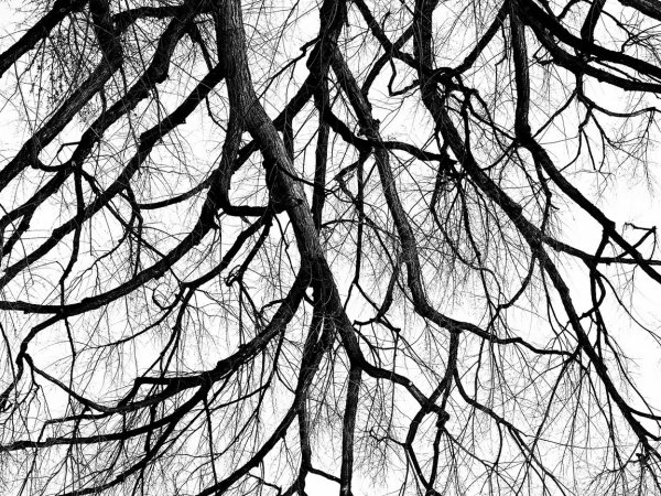 Мрачные ветки деревьев