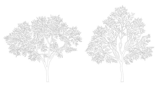 Архитектурная Графика деревья