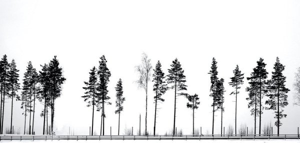 Деревья для архитектурного проекта