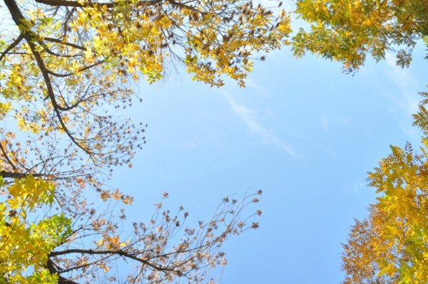 Фон деревья и небо осенью
