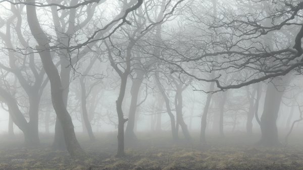 Фон деревья туман