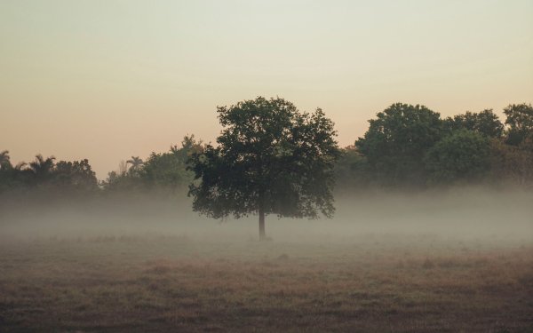 Дерево в тумане в поле