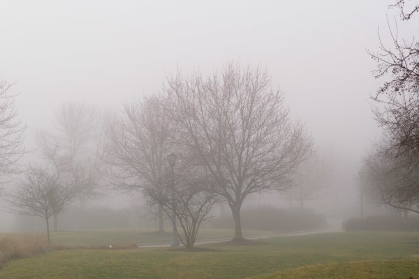Дерево туман сад
