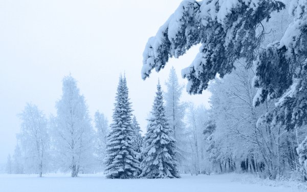 Фон деревья в снегу