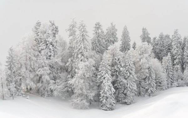 Пейзаж зимнего леса
