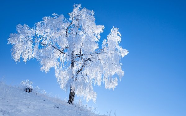 Красивое развесистое дерево зимой