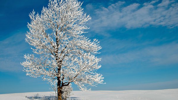 Фон деревья в снегу зима