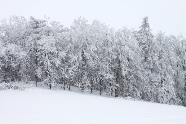 Заснеженный лес на белом фоне