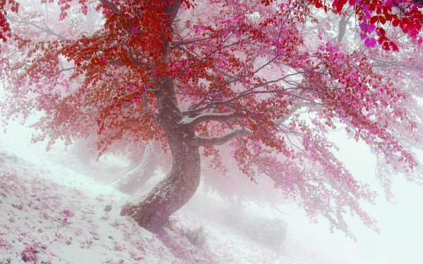 Красное дерево в снегу