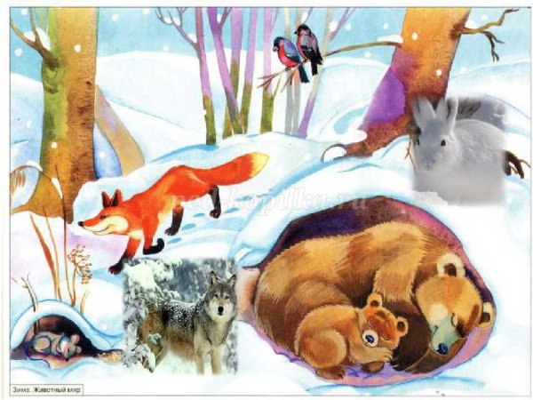 Животные зимой в лесу для детей