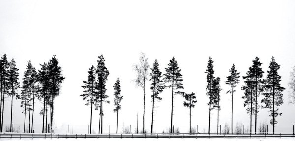 Фон для архитектурной подачи лес