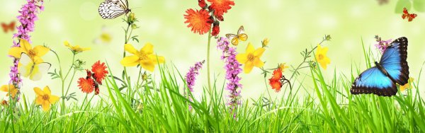 Полевые цветы и бабочки