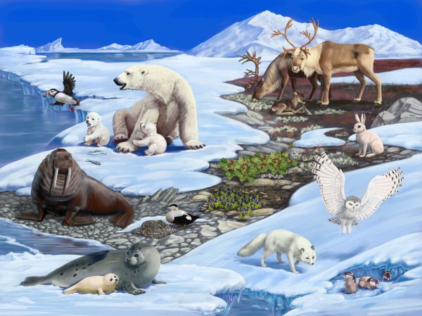 Животные Арктики и Антарктиды на севере