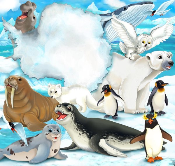 Животные Арктики для детей дошкольного возраста