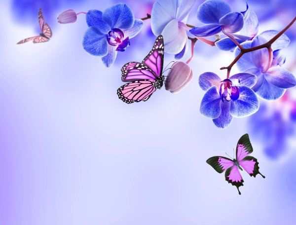 Фотообои бабочки