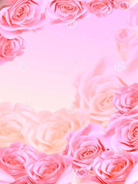 Фоны для открыток розы розовые красивые вертикальные