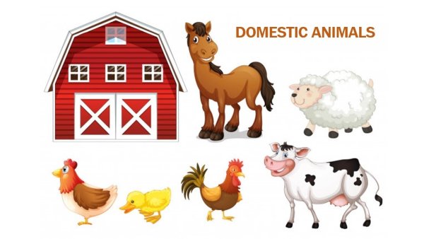 Домашние животные на ферме для детей