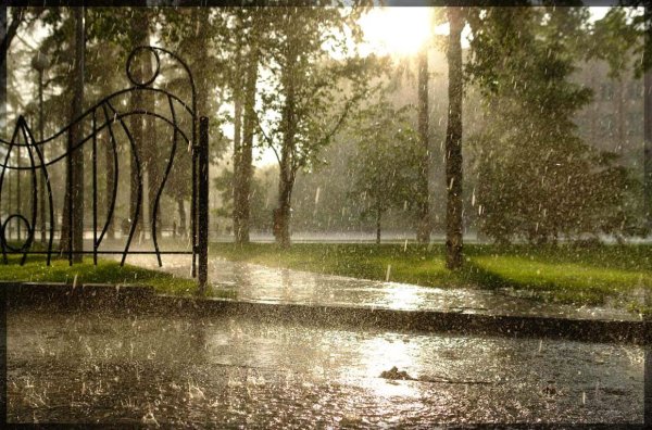 Парк в дождливый день