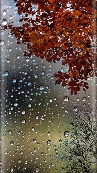 Красивая осень дождь